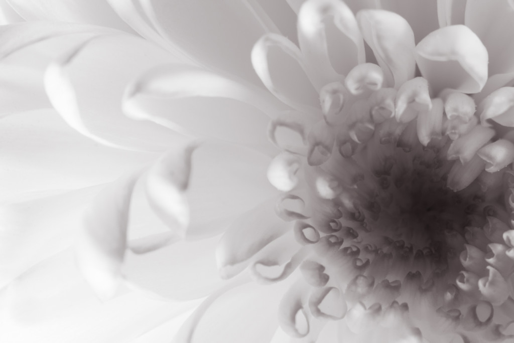 tag 35 - white flower